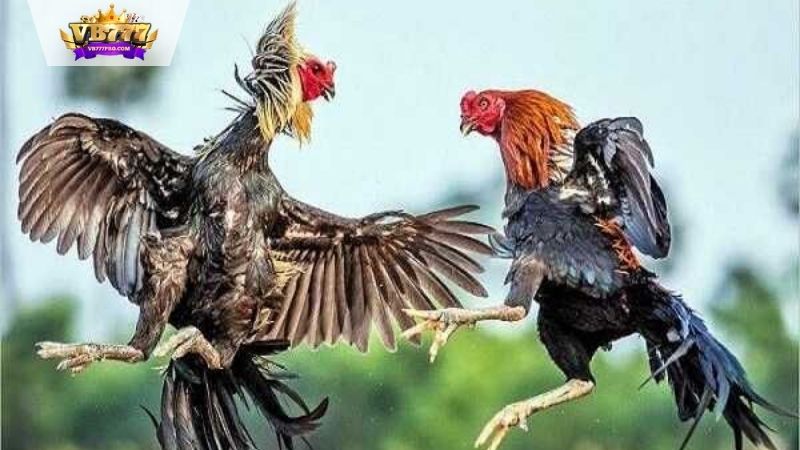 VB777 | Cách Chọn Gà Đá - 4 Cách Tìm Chiến Kê Xuất Sắc 5 Các tiêu chí chọn gà đá