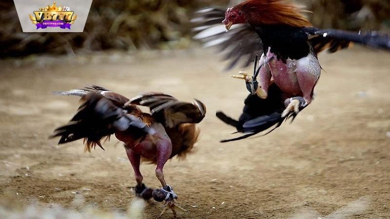 VB777 | Cách Chọn Gà Đá - 4 Cách Tìm Chiến Kê Xuất Sắc 7 Những lỗi phổ biến khi lựa chọn gà đá