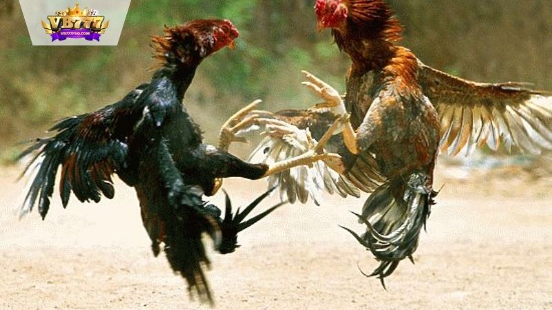 VB777 |Chợ Tốt Gà Đá: Nơi Giao Thương Sắc Sảo, Uy Tín 2025 5 Giới thiệu về chợ tốt gà đá
