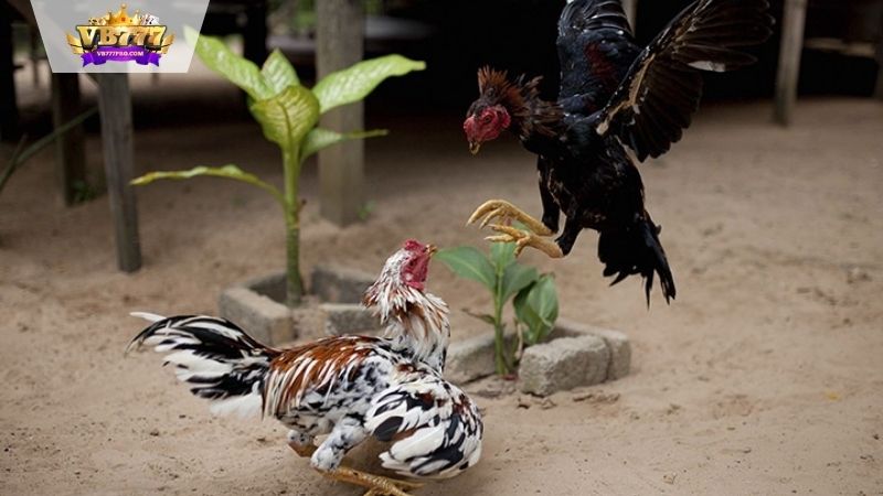 VB777 |Chợ Tốt Gà Đá: Nơi Giao Thương Sắc Sảo, Uy Tín 2025 6 Các loại gà đá phổ biến trên chợ tốt