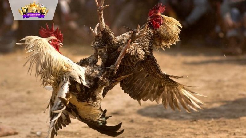 VB777 | Đá Gà Cựa Sắt Hôm Nay - Thế Giới Đầy Kịch Tính 9 Đá Gà Mỹ cựa dao tại thế giới gà đá VB7777