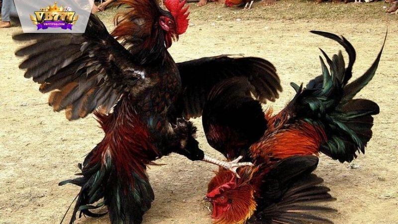 VB777 | Đá Gà Đòn Độc - Phán Quyết Cuối Cùng Trên Sàn Đấu 6 Kỹ thuật đá gà đòn độc