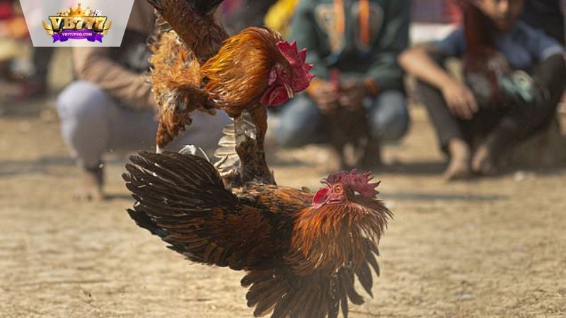 VB777 | Đá Gà Đòn Độc - Phán Quyết Cuối Cùng Trên Sàn Đấu 7 Lợi ích của đá gà đòn độc
