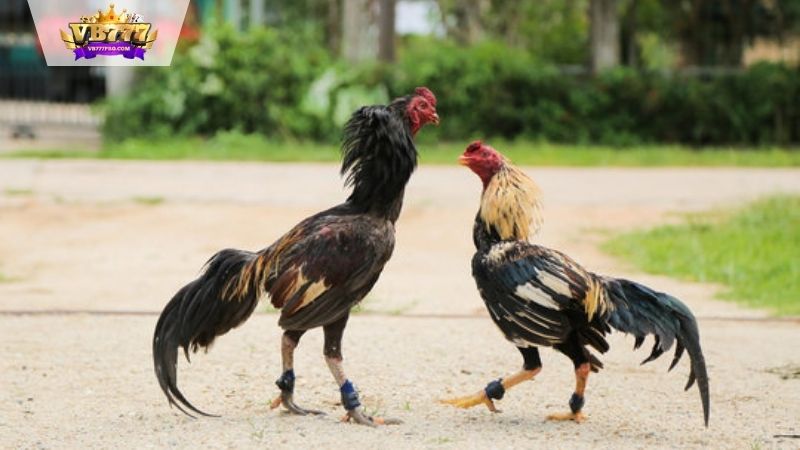 VB777 | Đá Gà Miền Nam - Văn Hóa Độc Đáo và Lịch Sử Thú Vị 6 Giới thiệu về đá gà miền Nam