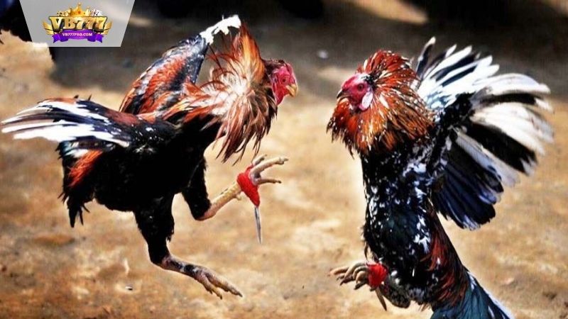 VB777 | Đá Gà Miền Nam - Văn Hóa Độc Đáo và Lịch Sử Thú Vị 8 Gà tre - Nhỏ nhưng có võ