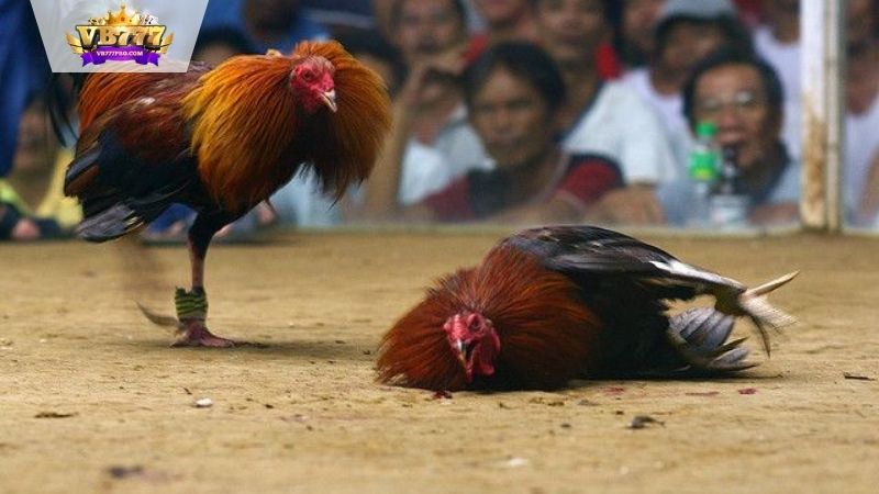 VB777 | Màu Mạng Đá Gà - Ý Nghĩa và Tác Động Trong Đá Gà 6 Giới thiệu về màu mạng đá gà