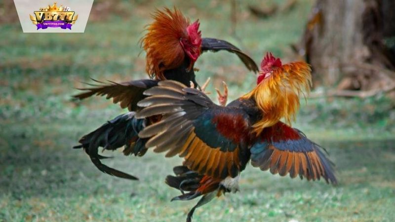 VB777 | Màu Mạng Đá Gà - Ý Nghĩa và Tác Động Trong Đá Gà 7 Màu đỏ