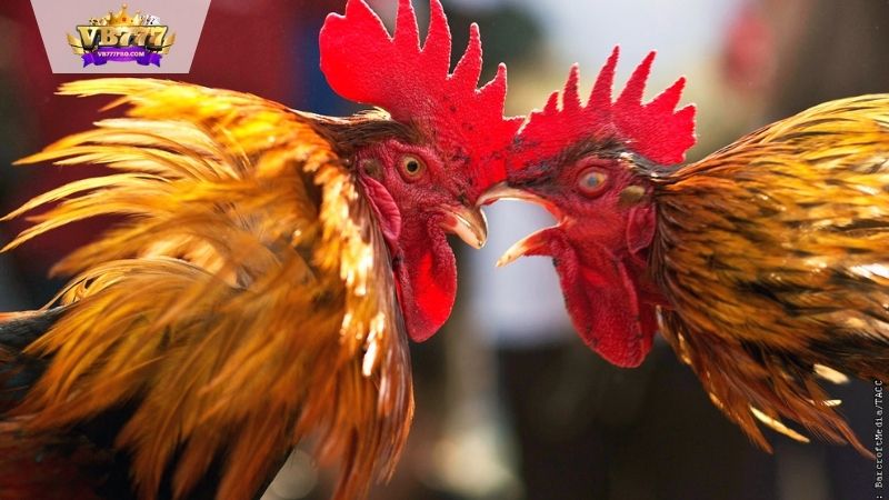 VB777 | Màu Mạng Đá Gà - Ý Nghĩa và Tác Động Trong Đá Gà 8 Ý nghĩa của từng màu trong mạng đá gà