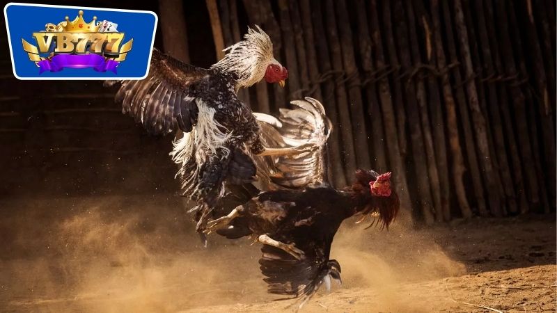 bài tập giúp gà đá lì đòn 5 Các phương pháp rèn luyện thể lực dành riêng tới cho gà đá