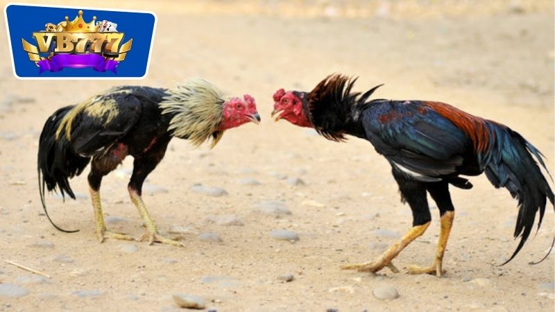 bài tập giúp gà đá lì đòn 6 Chế độ dinh dưỡng để hỗ trợ gà chiến đấu