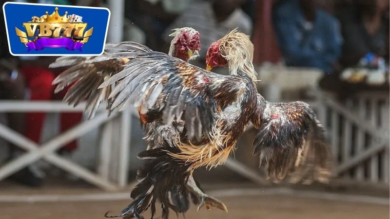 bài tập giúp gà đá lì đòn 7 Huấn luyện về tâm lý và tinh thần cho những chú gà chiến