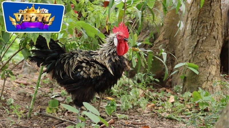 Cách Chọn Gà Giống Đá Hay: Bí Quyết Để Sở Hữu Chiến Kê Ưu Tú 5 Cách chọn gà giống đá hay thông qua đặc điểm ngoại hình