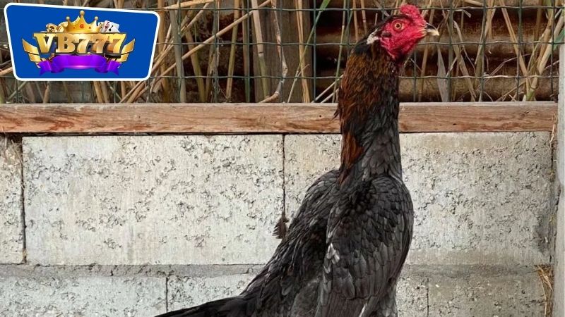 Cách Chọn Gà Giống Đá Hay: Bí Quyết Để Sở Hữu Chiến Kê Ưu Tú 6 Yếu tố về gen di truyền cùng với cả dòng dõi gà