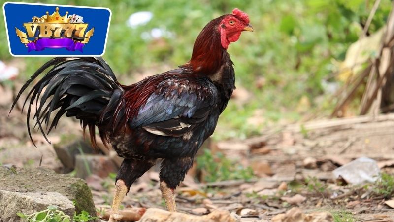 Cách Chọn Gà Giống Đá Hay: Bí Quyết Để Sở Hữu Chiến Kê Ưu Tú 7 Phân tích kỹ thuật chọn gà thông qua chân và đuôi