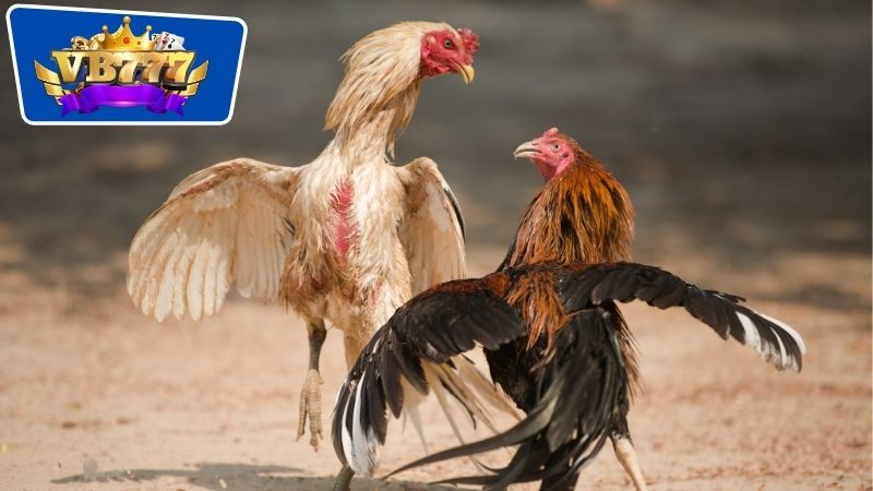Cách Nhận Biết Gà Đá Dở - Bí Quyết Chọn Gà Chọi Chất Lượng 5 Cách nhận biết gà đá dở thông qua đặc điểm ngoại hình