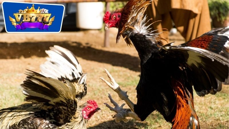 Cách Nhận Biết Gà Đá Dở - Bí Quyết Chọn Gà Chọi Chất Lượng 6 Cách nhận biết gà đá dở thông qua tính cách và hành vi