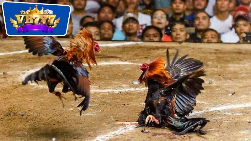 Cách Nhận Biết Gà Đá Dở - Bí Quyết Chọn Gà Chọi Chất Lượng 7 Cách nhận biết gà đá dở thông qua yếu tố kỹ năng chiến đấu