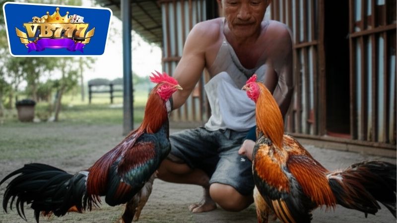 Cách Phục Hồi Gà Sau Đá - Cách Lấy Lại Sức Mạnh Và Phong Độ 6 Chế độ về dinh dưỡng phù hợp nhất cho gà sau đá