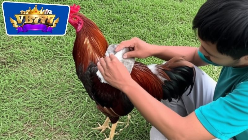 Phương pháp tắm khô cho gà đác