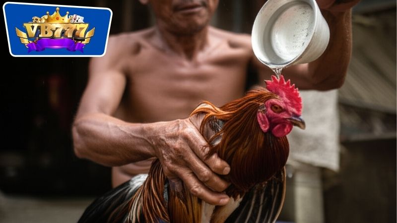Kết hợp tắm và om gà để thực hiện quy trình chăm sóc toàn diện