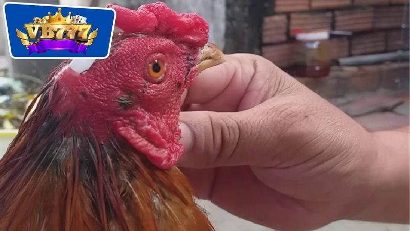 Biện pháp điều trị gà bị sưng