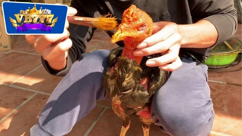 Lịch Om Bóp Gà Đá - Bí Quyết Nuôi Gà Đá Khỏe Mạnh Hiệu Quả 5 Lịch om bóp gà đá thích hợp nhất tới cho từng loại hình