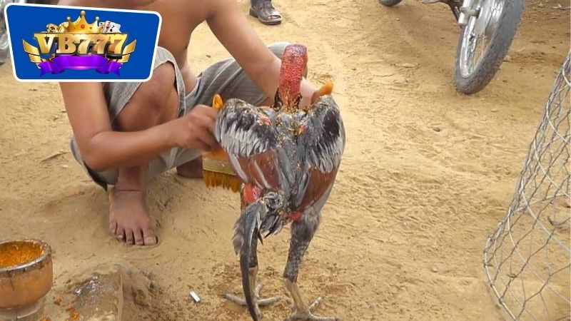 Lịch Om Bóp Gà Đá - Bí Quyết Nuôi Gà Đá Khỏe Mạnh Hiệu Quả 6 Các phương pháp om bóp gà đá truyền thống được lưu truyền lại