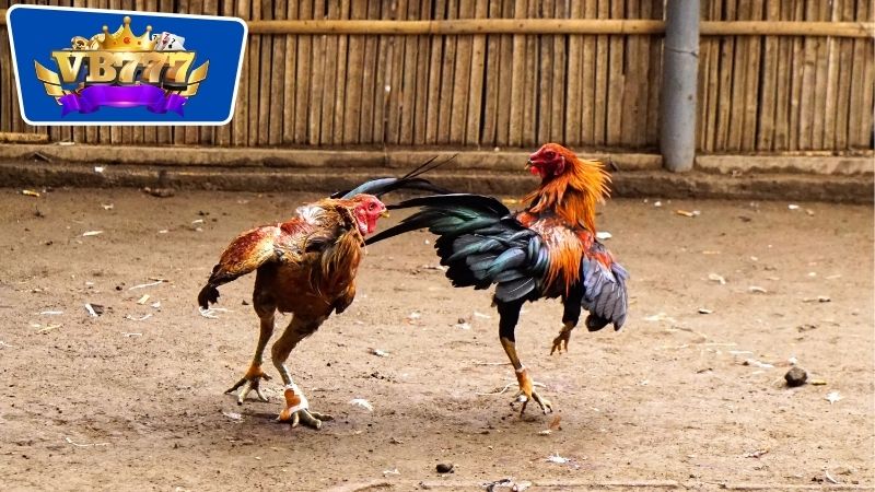 Lịch Om Bóp Gà Đá - Bí Quyết Nuôi Gà Đá Khỏe Mạnh Hiệu Quả 7 Lợi ích của việc om bóp đối với sức khỏe của những chú gà đá