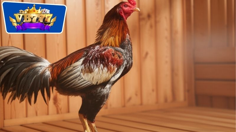 Om Gà Đá Bằng Thuốc Nam - Tăng Cường Sức Khỏe Và Hiệu Suất 6 Các loại thuốc nam thường dùng để om gà đá