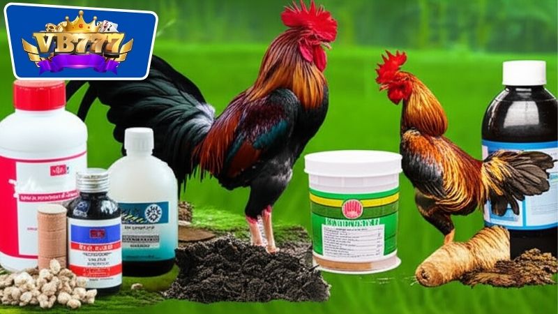 Review Thuốc Nuôi Gà Đá Hiệu Quả: Bí Quyết Toàn Diện Mọi Mặt 6 Cách chọn lựa và sử dụng thuốc nuôi gà đá chuẩn xác hiệu quả