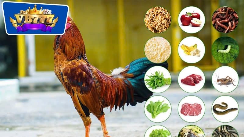 Thực Đơn Hàng Ngày Cho Gà Đá - Bí Quyết Nuôi Dưỡng Hoàn Hảo 7 Cách xây dựng thực đơn hàng ngày cho gà đá