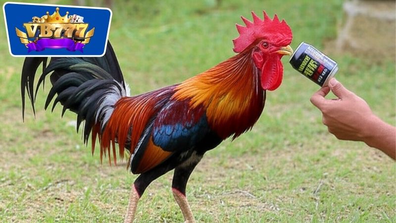 Thuốc Nuôi Gà Đá Tăng Pin: Tăng Sức Mạnh Cho Gà Đá Hiệu Quả 5 Lợi ích vượt trội của việc sử dụng thuốc nuôi gà đá tăng pin